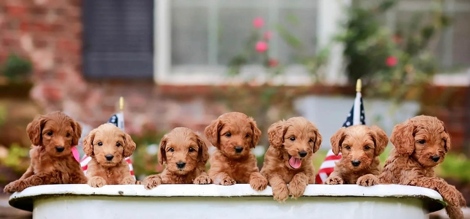 Mini australian labradoodle puppies from australian labradoodles of texas